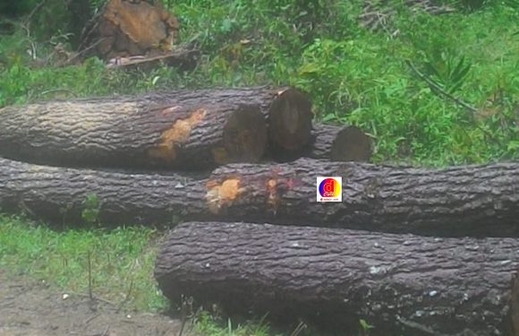 Guna Peremajaan, Penebangan Kayu Pinus  Besar Besaran Dilakukan di Wilayah Eromoko